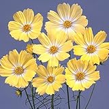 コスモス キャンパス　イエロー ３ポットセット コスモス祭り・3つでの価格です！