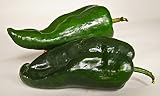 POBLANO CHILI PEPPER SEEDS * MILD FLAVOR * CHILI RELLENO DISH* 12 SEEDS PER PKT*