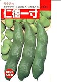 仁徳一寸 タキイのソラマメ種です