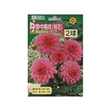 春植え球根 ダリア 中輪咲 桃花 (130203)