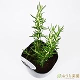 ローズマリー マジョルカピンク 立性 【苗】 ９ ｃｍ ポット ＜当店は 苗 種 鉢 培養土 ニーム の専門店＞
