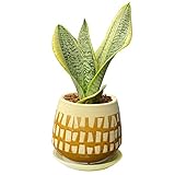 花のギフト社 サンスベリア鉢植 サンセベリア ミニ観葉植物 鉢皿