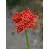 ヒガンバナ：八重咲き3号ロングポット（休眠中）[シベが変化して花弁になった華やかな彼岸花] ノーブランド品