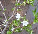 【桜苗木】雲竜大島桜
