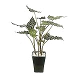 山一屋 レッドアロカシア 高さ約95cm G-260-095