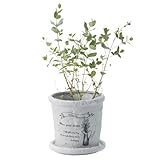 Paseo Terra Cotta Planter IG-10B