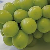 ぶどう 苗木 【シャインマスカット】 3年生 挿し木 ポット苗 マスカット 葡萄 ぶどうの木 通販 果樹 苗 落葉樹 つる性植物