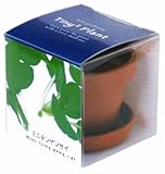 タイニィタイニィプラント ミニチンゲンサイ