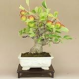 いよじ園 姫リンゴ/林檎 小品盆栽（いよじ園）