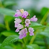 ネペタ　ピンクドリーム　6号ポット大苗 宿根草 耐寒性 グランドカバー 青