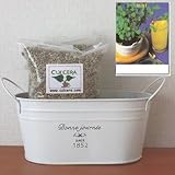 スペアミントの栽培セット/標準セット（液体肥料なし）プランターホワイト仕様