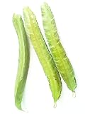 シカクマメ Thai winged bean 100 Seeds ThailandMrk