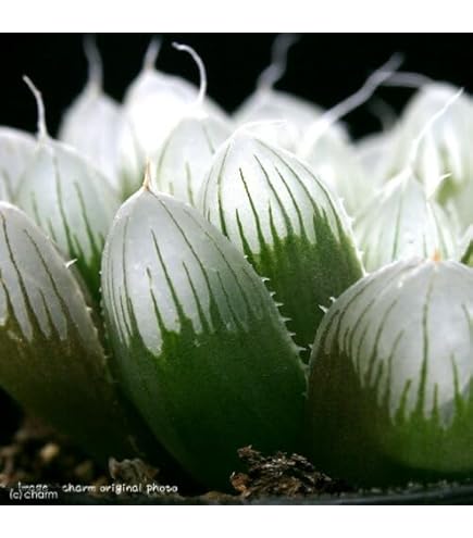 あ*ん様 多肉植物　ハオルチア　翠雲錦　フラワー型　糊斑　超美品 Amazon.co.jp: ハオルチア 翠雲錦 糊斑 美株 : DIY・工具・ガーデン