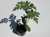 岩手県産 大玉 すいか 苗 （接木）