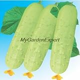 ホット販売50pcsのホワイトキュウリ種子、キュウリの種子、野菜キュウリ・メロン（Cucumis）種子盆栽鉢の植物ホームガーデン【送料無料】