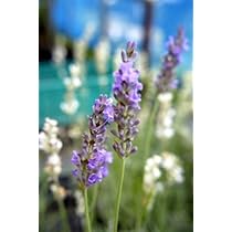 Amazon.co.jp: 【グロッソ ラベンダー】 （ラバンディン系） ハーブ苗