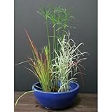 ビオトープセットB 水生植物 鉢付き(青色) 植木 苗 セット商品