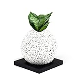 【eco-pochi】サンスベリア・ゼラニカ × エコポチ・スフィア (丸型通常サイズ)　白　竹炭やシラスを使った観葉植物用ポッド