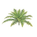【人工植物】タマシダ小 (ボストンファンG）