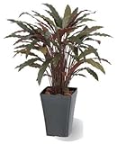 タカショー 観葉植物・グリーンデコ鉢付 カラテアR レッド GD-164R お洒落でリアル