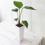 (観葉)ストレリチア オーガスタ(ニコライ) 陶器鉢植え ～タワーL WH～ 受け皿付き 本州・四国限定[生体]