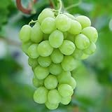 ぶどう 苗木 ロザリオビアンコ 12cmポット苗 ブドウ 苗 葡萄