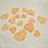 ハートリーフ　シェルピンク　約15枚入り 葉 ドライ ドライフラワー 花材 リーフ ハーバリウム