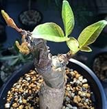 Commiphora unilobata - Extremely rare Caudiciform - 1 seeds