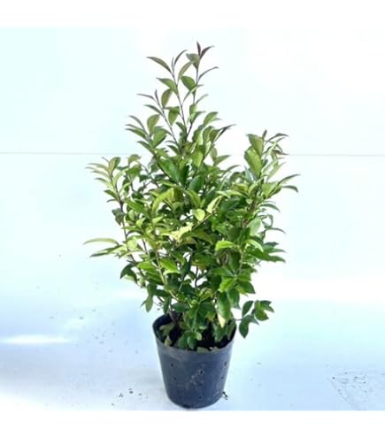 現品　ヒサカキ　ビシャコ　姫榊　山採り　特大苗　3.5mほど　007 現品 ヒサカキ ビシャコ 姫榊 山採り 特大苗 3.5mほど 007 現品