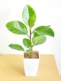 LAND PLANTS アルテシーマ バリエガータ 4号卓上サイズ 斑入りゴムの木