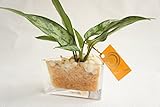 【業界初!!!!　純国産ひのきを使用した観葉植物。お部屋に広がるひのきの香りで癒しの空間に。】　ハイドロカルチャー　観葉植物　ケーキグラス　ひのき