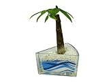花市場直送便 パキラ(カラーサンド植え) ケーキ ブルー