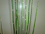 【ノーブランド品】 トクサ 樹高1.2m前後 21cmポット 4本セット