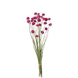 東京堂 ドライフラワー ラズベリーフィールズ (30本入り) FD000882