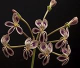 Pelargonium anethifolium - Geranium - 3 seeds