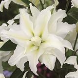 八重咲オリエンタルユリ　マイウエディング　１球入