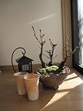 お花見桜盆栽　フルセット