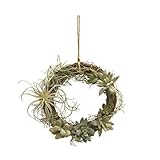 アートプランツ サキュラントリースS