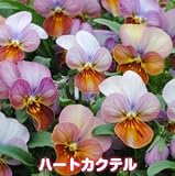 ビオラのタネ ビッツシリーズ【ハートカクテル】生産用タネ小分け　約20粒　 メール便発送