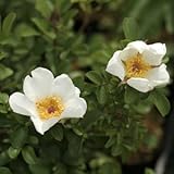 八重山ノイバラ