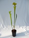 食虫植物　Sarracenia flava(サラセニア フラバ)実生系