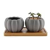 Rachel's Choice 8.5CM 陶器鉢 パンプキン形 多肉植物、サボテン鉢 竹製トレイ付き マットグレー