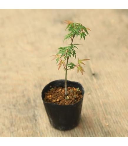 Amazon | コハウチワカエデ 苗木 4号 1鉢 小羽団扇楓