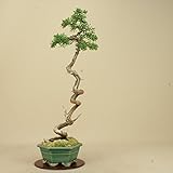 いよじ園　紀州真柏 文人造り （松柏盆栽）