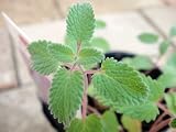 ハーブの苗 　キャットミント（ブルー）【3号ポット苗】宿根草 苗 多年草 耐寒性 グランドカバー
