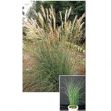 オンリーワン　植栽・個性派植物　ススキ・イトススキ　KJ3-L019