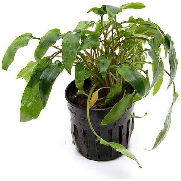 贈り物 クリプトコリネ ウェンティーグリーン No 01 魚用品 水草 Www Theshannon Com Uy