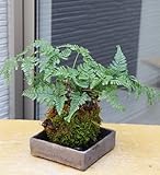 太い根茎、涼しげな葉が魅力のシダ植物【しのぶ（シノブ）の苔玉・焼締角器セット】 (敷石の色（黒）)