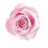 ＶERMEILLE プリザーブドフラワー アイネス (8輪入り) ベイビーピンク RV0PR630-063