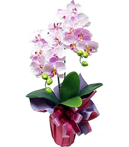 Amazon｜光の楽園 フェイクグリーン 造花 フレッシュ胡蝶蘭3本立W